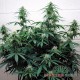 Насіння коноплі Master-Seed auto Jack Herer feminised