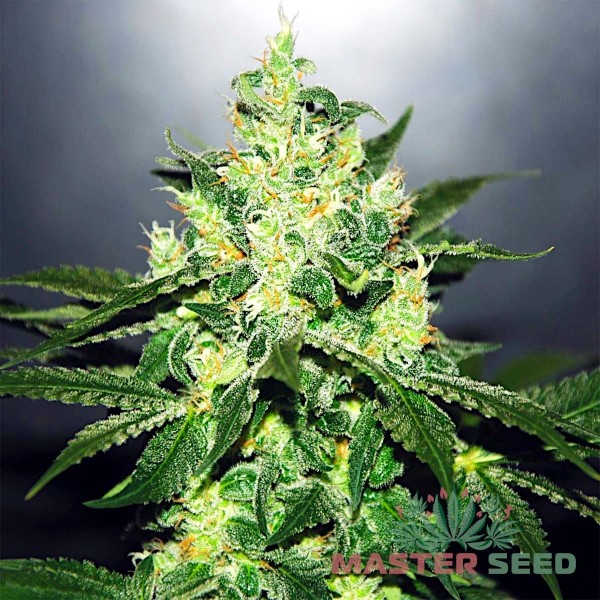 Насіння коноплі Master-Seed auto Jack Herer feminised