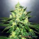 Насіння коноплі Master-Seed auto Jack Herer feminised