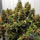 Насіння коноплі Kali Mist autofem. XXL Premium Big Size