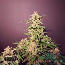 Master-Seed auto Kerosene Krash feminised