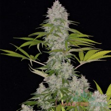 Master-Seed auto Kush feminised