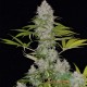Семена конопли Kush autofem. XXL Premium Big Size