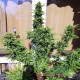 Семена конопли Kush autofem. XXL Premium Big Size