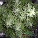 Семена конопли Kush autofem. XXL Premium Big Size