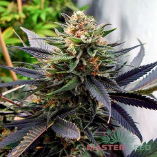 Master-Seed auto Lavender feminised