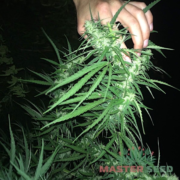 Насіння коноплі Master-Seed auto Lavender feminised
