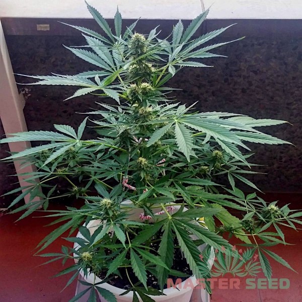Насіння коноплі Master-Seed auto Lavender feminised