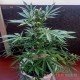 Насіння коноплі Master-Seed auto Lavender feminised