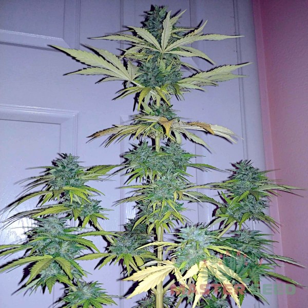Семена конопли Lemon Haze autofem. XXL Premium Big Size
