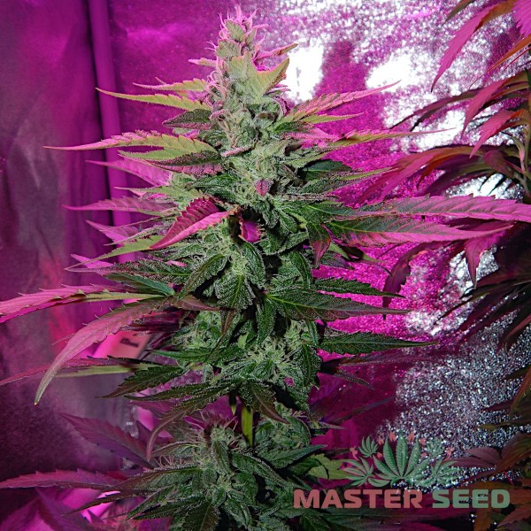 Семена конопли Lemon Haze autofem. XXL Premium Big Size