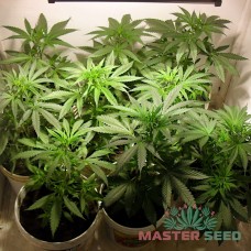 Master-Seed auto Lemon Skunk feminised