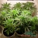 Семена конопли Lemon Skunk autofem. XXL Premium Big Size