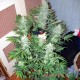Семена конопли Lemon Skunk autofem. XXL Premium Big Size