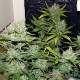 Семена конопли Lemon Skunk autofem. XXL Premium Big Size