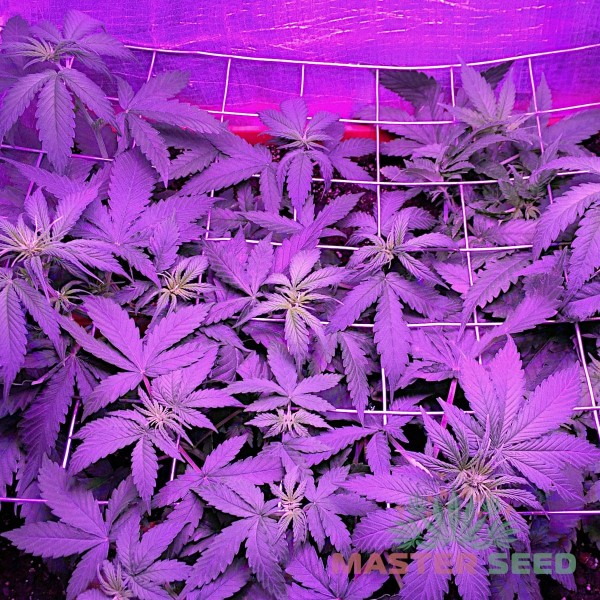 Насіння коноплі Lowryder#2 autofem. XXL Premium Big Size