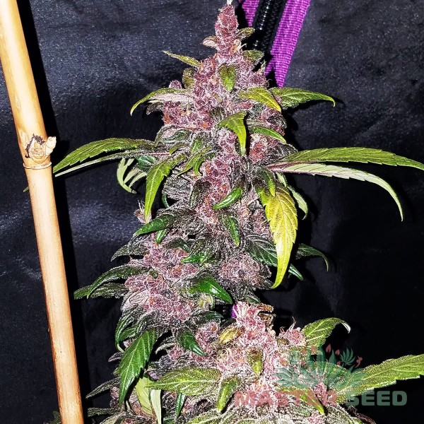 Семена конопли Master-Seed auto LSD feminised