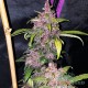 Семена конопли Master-Seed auto LSD feminised