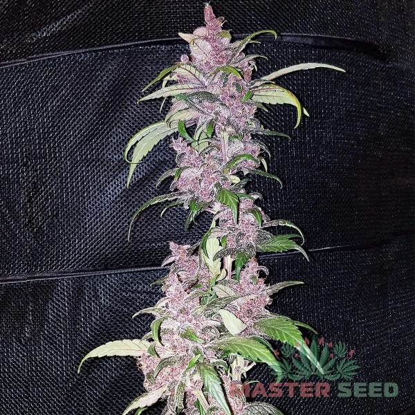 Семена конопли Master-Seed auto LSD feminised
