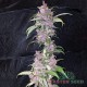 Семена конопли Master-Seed auto LSD feminised