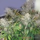 Насіння коноплі Master-Seed auto Magnum feminised