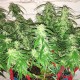 Насіння коноплі Master-Seed auto Magnum feminised
