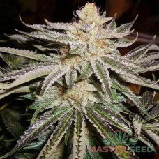 Master-Seed auto Mamba Negra feminised