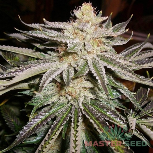 Семена конопли Master-Seed auto Mamba Negra feminised