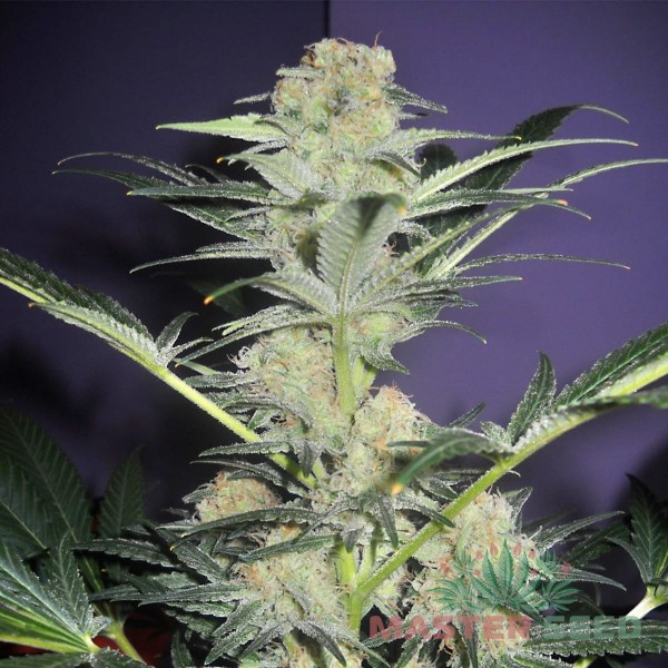 Семена конопли Master-Seed auto Mamba Negra feminised