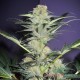 Семена конопли Master-Seed auto Mamba Negra feminised