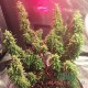 Семена конопли Master-Seed auto Mamba Negra feminised