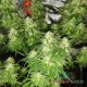 Семена конопли Master-Seed auto Mango feminised