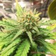 Семена конопли Master-Seed auto Mango feminised