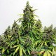 Насіння коноплі Mazar autofem. XXL Premium Big Size