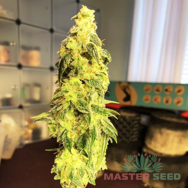 Семена конопли Master-Seed auto New York Diesel feminised
