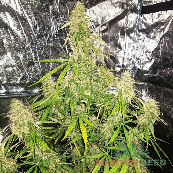 Семена конопли Master-Seed auto New York Diesel feminised