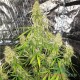 Семена конопли Master-Seed auto New York Diesel feminised