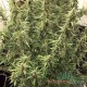 Насіння коноплі Nirvana Diesel autofem. XXL Premium Big Size
