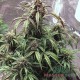 Семена конопли Nirvana Kush autofem. XXL Premium Big Size