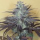 Семена конопли Nirvana Kush autofem. XXL Premium Big Size