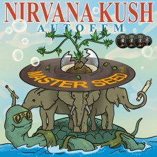 Master-Seed auto Nirvana Kush feminised