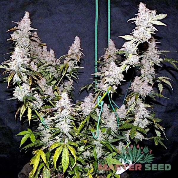 Насіння коноплі Master-Seed auto Northern Lights feminised