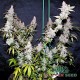 Насіння коноплі Master-Seed auto Northern Lights feminised
