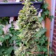 Насіння коноплі Master-Seed auto Northern Lights feminised