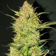 Насіння коноплі OG Kush autofem. XXL Premium Big Size