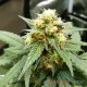 Насіння коноплі OG Kush autofem. XXL Premium Big Size