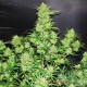 Насіння коноплі OG Kush autofem. XXL Premium Big Size