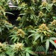 Насіння коноплі Opium autofem. XXL Premium Big Size