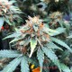 Насіння коноплі Opium autofem. XXL Premium Big Size
