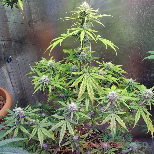Семена конопли Master-Seed auto Orange feminised